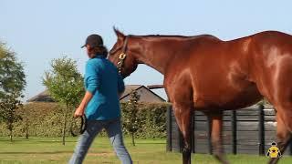 Under the Oaks (f, 2, American Pharoah--Maybellene, by Lookin At Lucky)