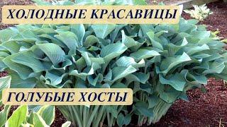 ХОСТЫ ГОЛУБЫЕ. ОТ КАРЛИКОВЫХ ДО ГИГАНТСКИХ. КРАСИВЫЕ СОРТА. BLUE HOSTS FROM DWARF TO GIANT.