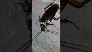 Cockroach  #cockroach #viralvideo #youtubeshorts #shortsvideo #shorts