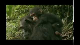 Chimpanzee Mother and Child