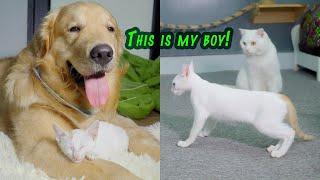 From Stray Kitten to Family Boss in Just 1 Week – Under the Golden Retriever's Protection!