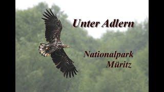 Unter Adlern: Müritz Nationalpark Sept 2021, White-Tailed Eagles. Wildlife Photography, Seeadler