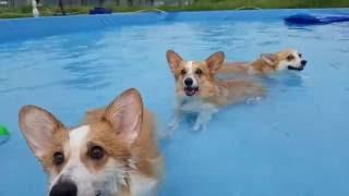 여주 도그아일랜드 5 corgi pool party - samcorgi