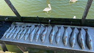 INSANE FISH ACTION NORTH LAGUNA MADRE,TEXAS