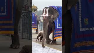 Dancing Elephants at Tirumala | TTD | Tirumala Temple