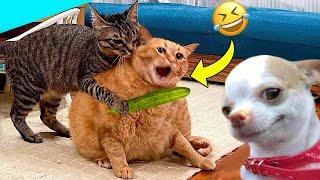 GATTI DIVERTENTI - PROVA A NON RIDERE GATTI - FUNNY MOMENTS 2024