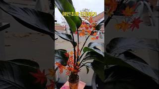  손님들이 여인초를 보더니 감각이 쩐다, 라고 하네요. #여인초 #Strelitzia #미용실에서키우는여인초