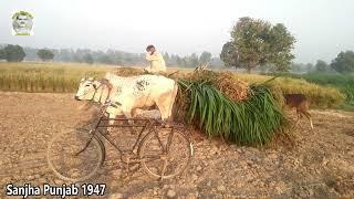 Punjabi Look Punjabi Virsa Video Sohny Rang Punjab Day  Mary Punjab Day Khet