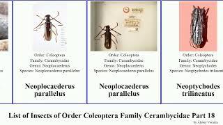 List of Insects of Order Coleoptera Family Cerambycidae Part 18 nemophas oberea neocompsa niphona