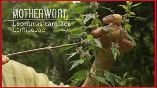 Hello MOTHERWORT: The gift of CALM