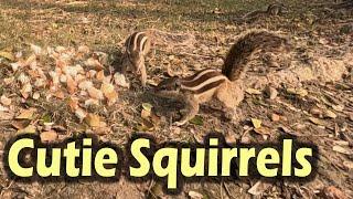 Cutie Squirrels Enjoying Bread in the Nature | Wild Squirrels Feeding