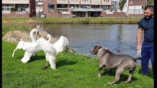 Swan vs Bully pitbulls part 2, you won't believe your eyes 