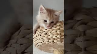 Maine coon funny kitty #respect #kitty #cats #kitten #mainecoon #mainecoone