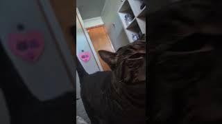 waking up to my cat