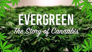 GV Docs: Evergreen - The Story of Cannabis | History of Marijuana