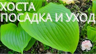 Хоста - Посадка и Уход