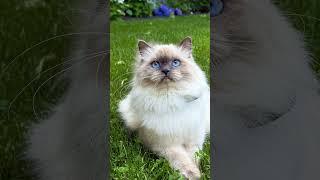  You can find me on meowoff.us