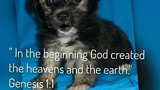 Genesis 1:1 Bible Verse for kids by Singing Puppies