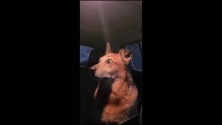 собака в шоке / the dog is in shock