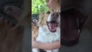 Going on a trip with my dog️#australianshepherd #dog #puppy #shorts