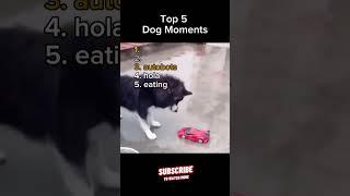 Top 5 Dog Epic Fails You Won't Believe!  #shorts #dogs # epicfails #dogfails  #dogepicfails #epic