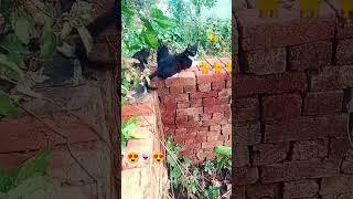 Billi ke Bache/Meow Meow/Bill/Cat Video....# short # trendingshorts