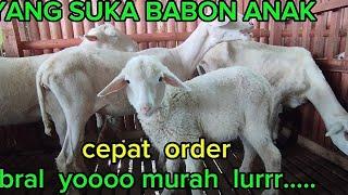 MURAH BANGET BABON ANAK UNTUK UPDATE HARI INI WA 08735288008 zaenal arif farm jatim