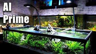 One Light to Rule Them ALL! The AI Prime Aquarium Light Review