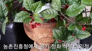 실내화초키우기/공기정화 식물 산호수/플랜테리어