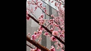 비온 뒤 찍은 매화꽃  #매화꽃 #꽃 #홍매화 #spring #flowers #may #blossom