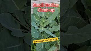 Brussel Sprout Care! Grow more in small spaces! #garden #pruning #vegetables #shorts