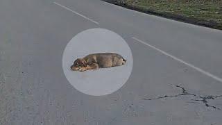 100km/h, the drunk driver purposely raised speed, leaving the puppy lying there in pain & helpless