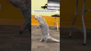 Dehydrated Porcupine #wildliferescue #rescue #animalfriendshipgoals #animals#porcupines #lovestory