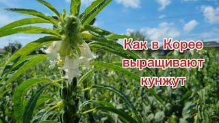 Как в Корее выращивают кунжут #жизньвюжнойкорее #жизньвдеревне #кунжут