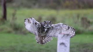 Slow motion great horned owl flying at Canadian Raptor Conservancy #2