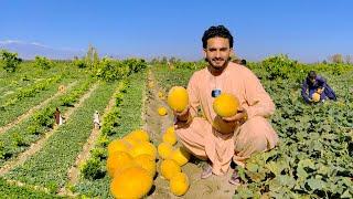 Melons of Nangarhar | Afghanistan 2024 | د ننګرهار خربوزې یا خټکي