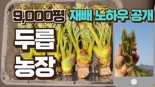 [특가왕]  떳다 9000평 두릅나무 고소득 재배 비법