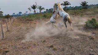 QUE SUFOCO PASSEI! Luta para apartar briga dos cavalos.