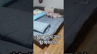봄이의 화끈한 첫 신고식#예전영상#집에데리고온날#2020년#9월26일#신고식#다급한#언니목소리#이쁘게#봐주세요^^#구독#좋아요#눌러주세요^^