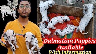 Best quality Dalmatian PuppyDalmatian puppy priceDog kennel in india #as you wish