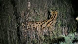 Serval (Leptailurus serval)