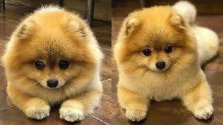 Funny Pomeranian | Cute Pomeranian| Mini Pomeranian Compilation #9