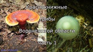 Краснокнижные грибы Воронежской области часть 1