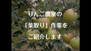 【りんごの葉取り】赤く色づくために・・・【りんご大学HP】