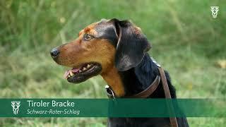 Bracken & ihre Einsatzgebiete