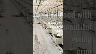 Cucumber plants greenhouse grown in West Texas
