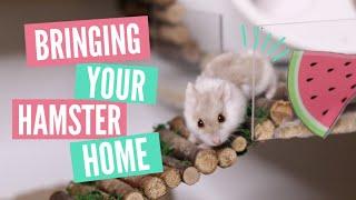 Bringing home your Hamster | What to expect!