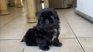 Beautiful Solid Black Shih Tzu Puppy Named BOBA