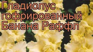 Гладиолус гофрированный Банана Раффл  обзор: как сажать, рассада гладиолуса Банана Раффл