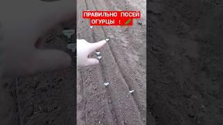 Посев огурцов в открытый грунт  Посев огурцов семенами в открытый грунт Лучшие сорта огурцов
